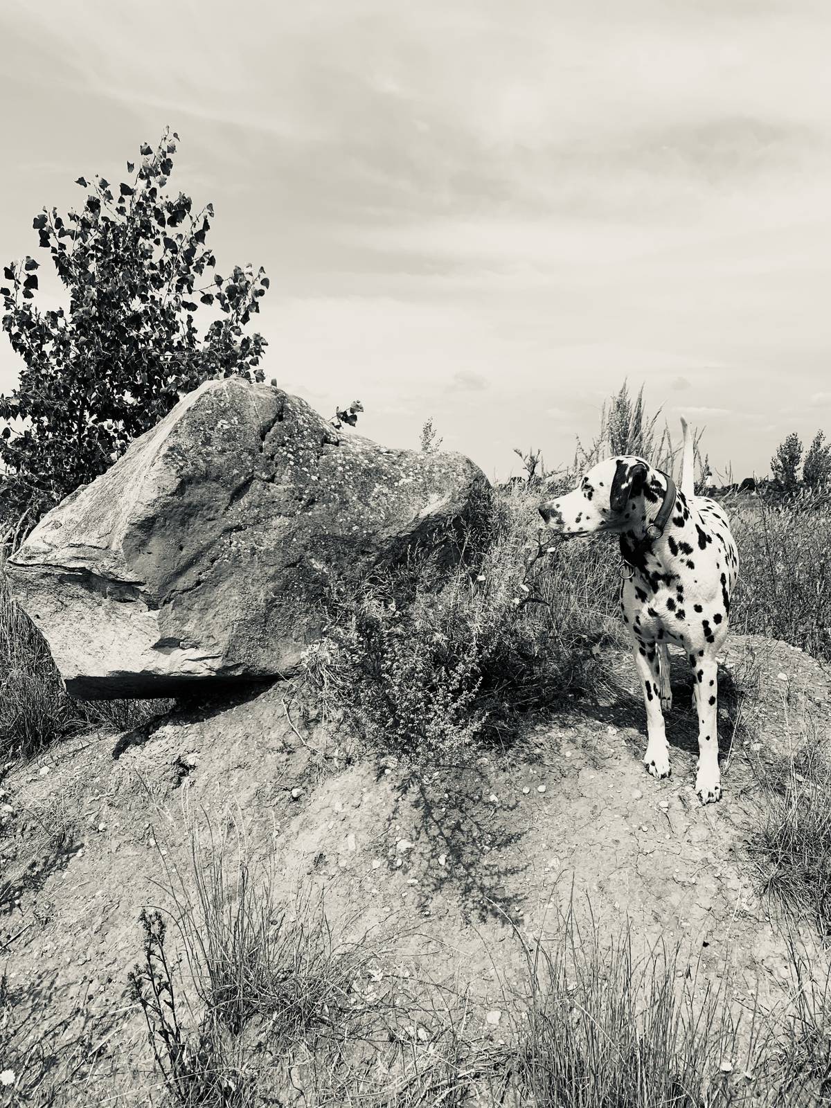 Dante on a rock, black and white